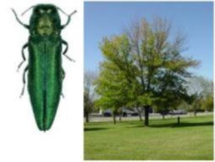 Emerald Ash Boarer and Green Ash Tree